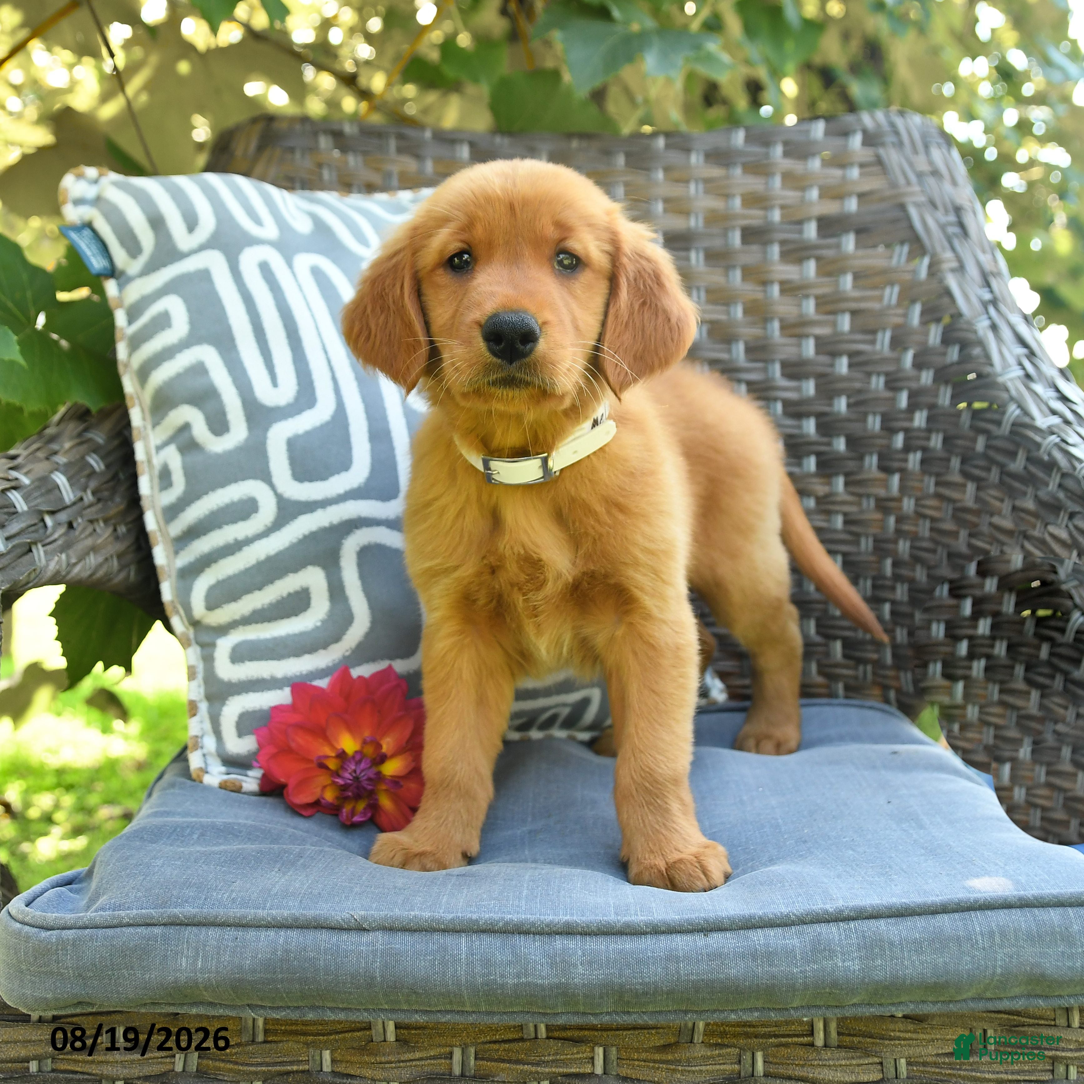 Golden Retriever dogs Melissa - Ad 1