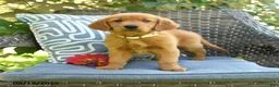 Golden Retriever dogs for sale: Melissa - Ad 1