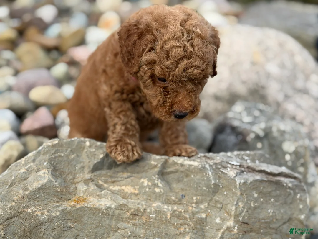 Mini Goldendoodle dogs for sale: Mini Goldendoodle 2 - Ad 2