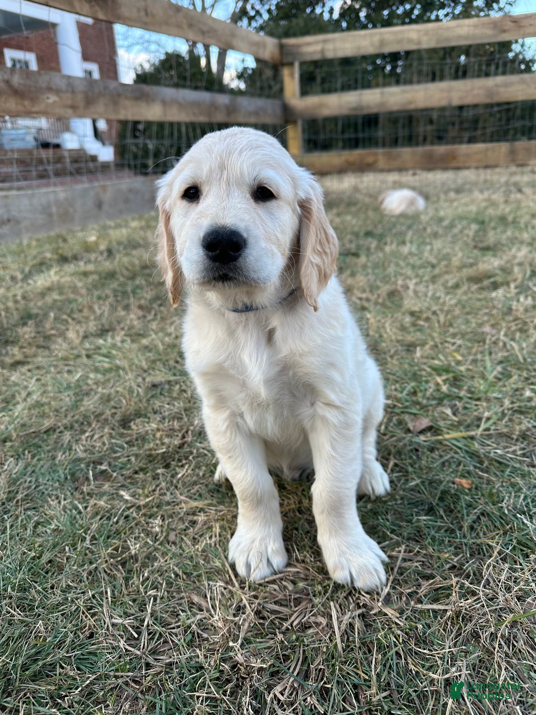 Golden Retriever dogs for sale: Annie - Ad 7