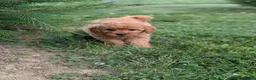 Mini Goldendoodle dogs for sale: Coby - Ad 5