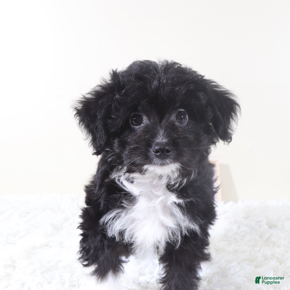Mini Aussiedoodle dogs Mini Aussiedoodle Puppy Woody - Ad 16