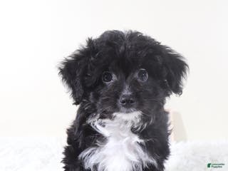 Mini Aussiedoodle dogs Mini Aussiedoodle Puppy Woody - Ad 41