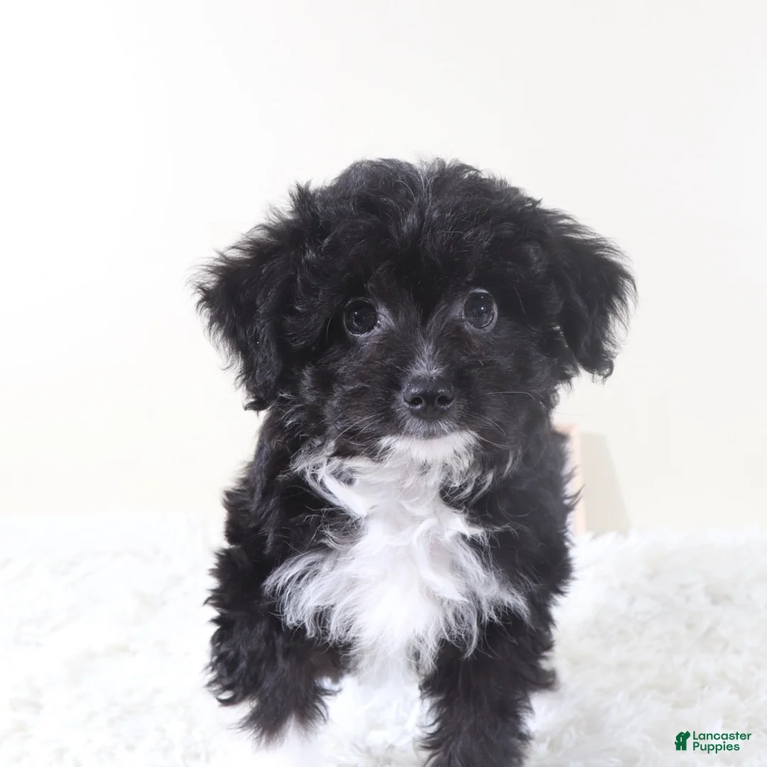 Mini Aussiedoodle dogs for sale: Mini Aussiedoodle Puppy Woody - Ad 1