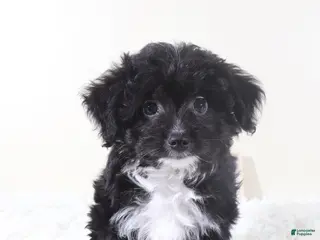 Mini Aussiedoodle dogs Mini Aussiedoodle Puppy Woody - Ad 38