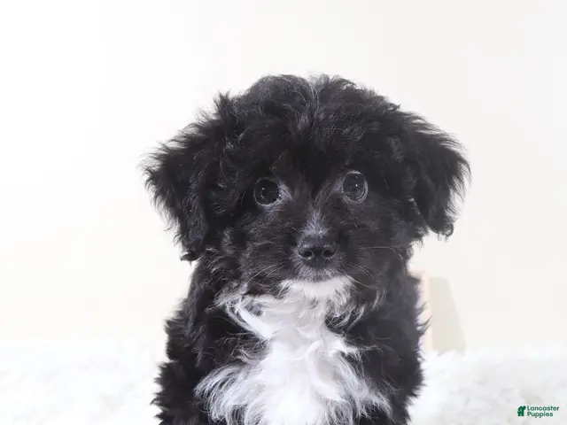 Mini Aussiedoodle dogs for sale: Mini Aussiedoodle Puppy Woody - Ad 1