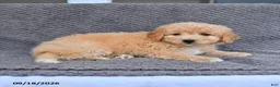 Mini Aussiedoodle dogs for sale: Reno - Ad 4