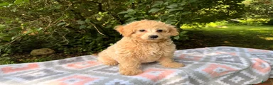 Taffy