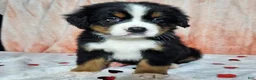 Bernese Mountain Dog dogs for sale: Archie - Ad 5