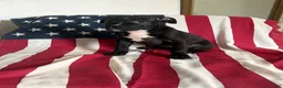 American Bully dogs for sale: American Bully 6 (willow) - Ad 6