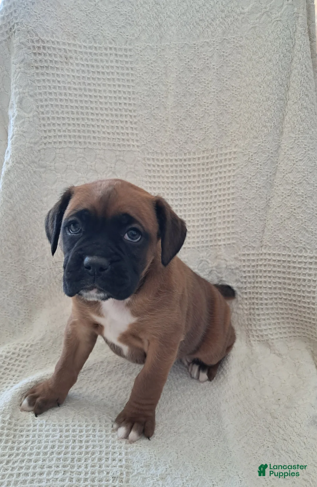 Boxer dogs for sale: Suzy - Ad 5