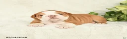 English Bulldog dogs for sale: Tonka - Ad 4