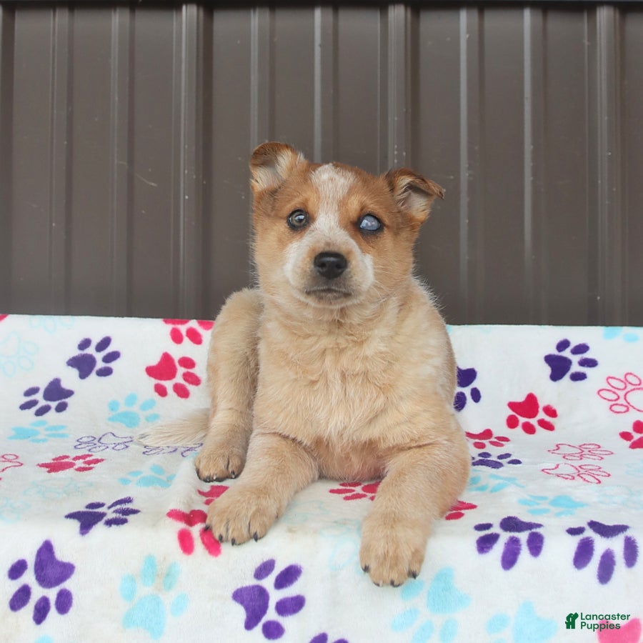 Mixed Breed dogs Diva - Ad 1