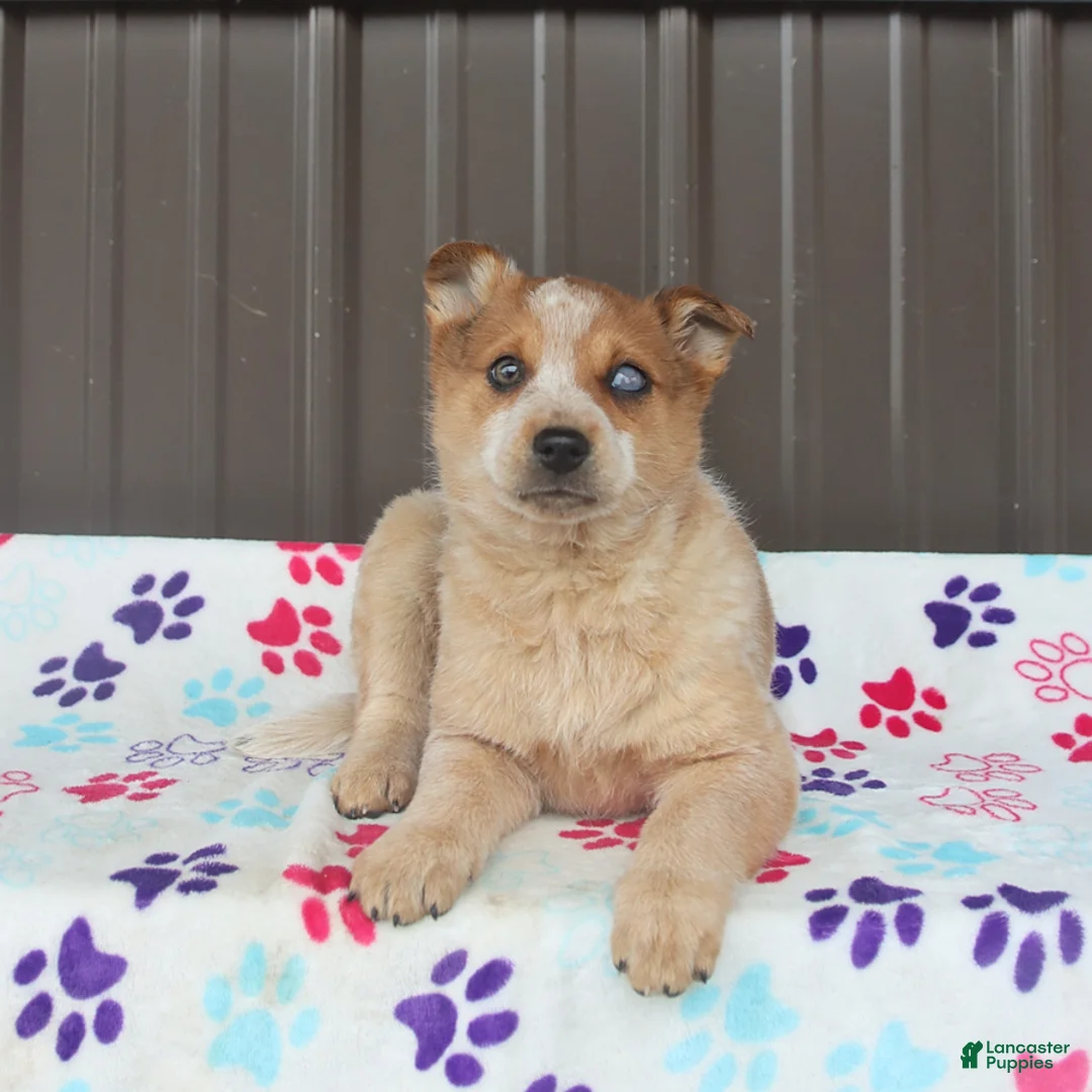 Mixed Breed dogs for sale: Diva - Ad 1