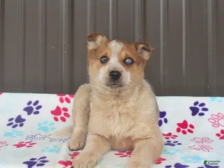 Mixed Breed dogs for sale: Diva - Ad 3