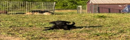 Labrador Retriever dogs for sale: Labrador Retriever Puppy 5 - Ad 3