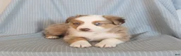 Miniature Australian Shepherd dogs for sale: Blossom - Ad 3