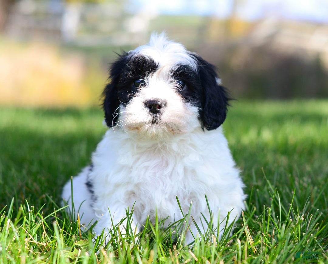 Teddy Bear dogs for sale: Ian - Ad 3