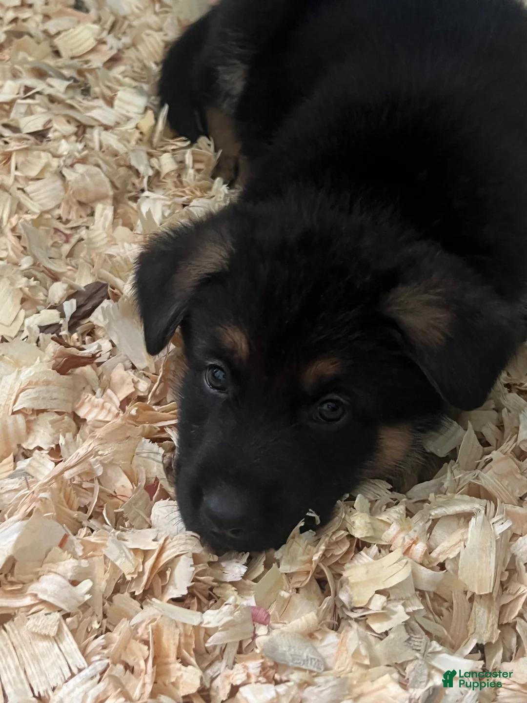 German Shepherd dogs for sale: Maverick - Ad 10