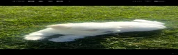 Maltipoo dogs for sale: Maltipoo 1 - Ad 4