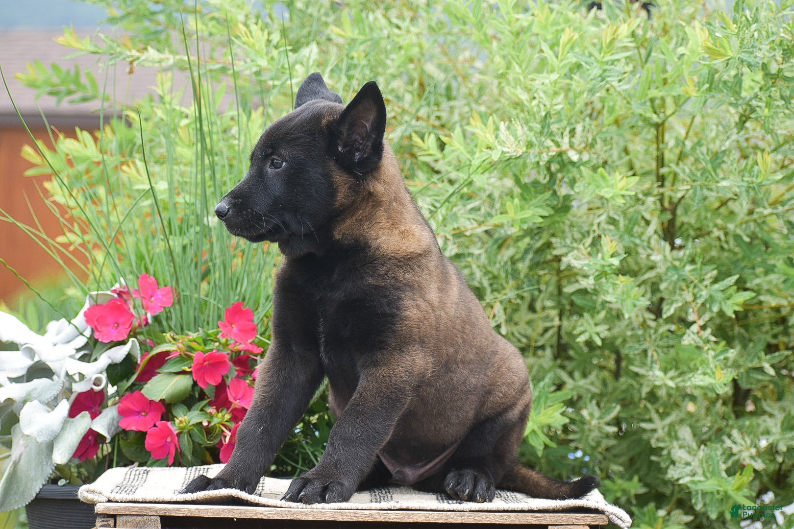 Belgian Malinois dogs Miles - Ad 2