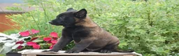 Belgian Malinois dogs for sale: Miles - Ad 2
