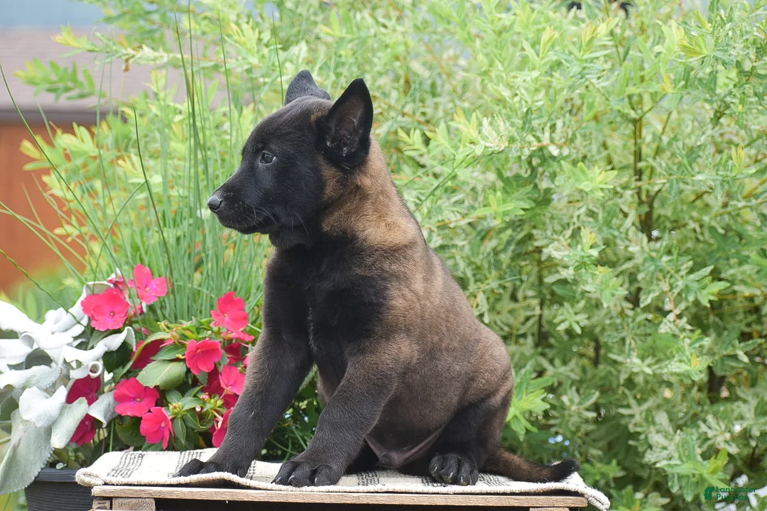 Belgian Malinois dogs for sale: Miles - Ad 2