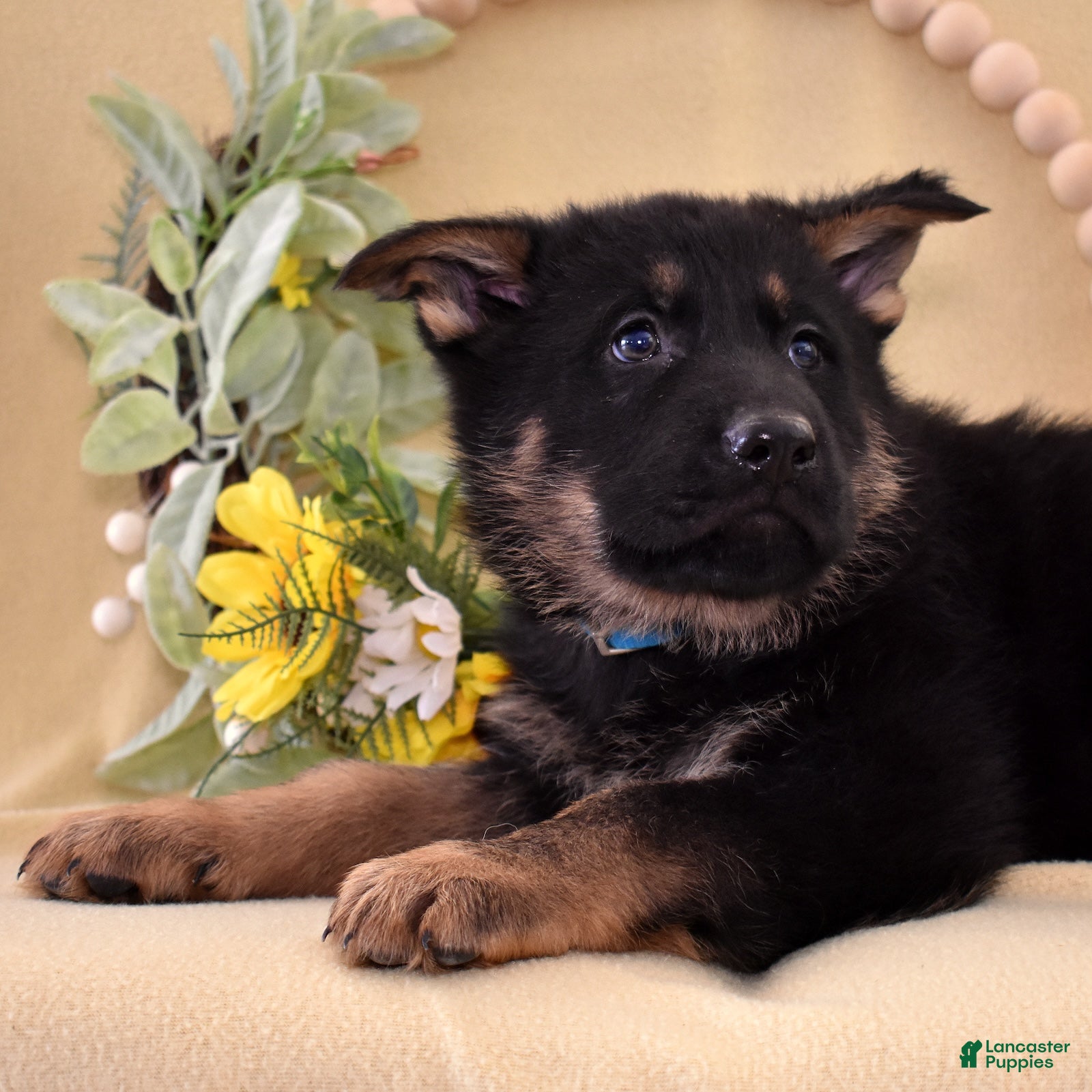 German Shepherd dogs Smokey - Ad 2