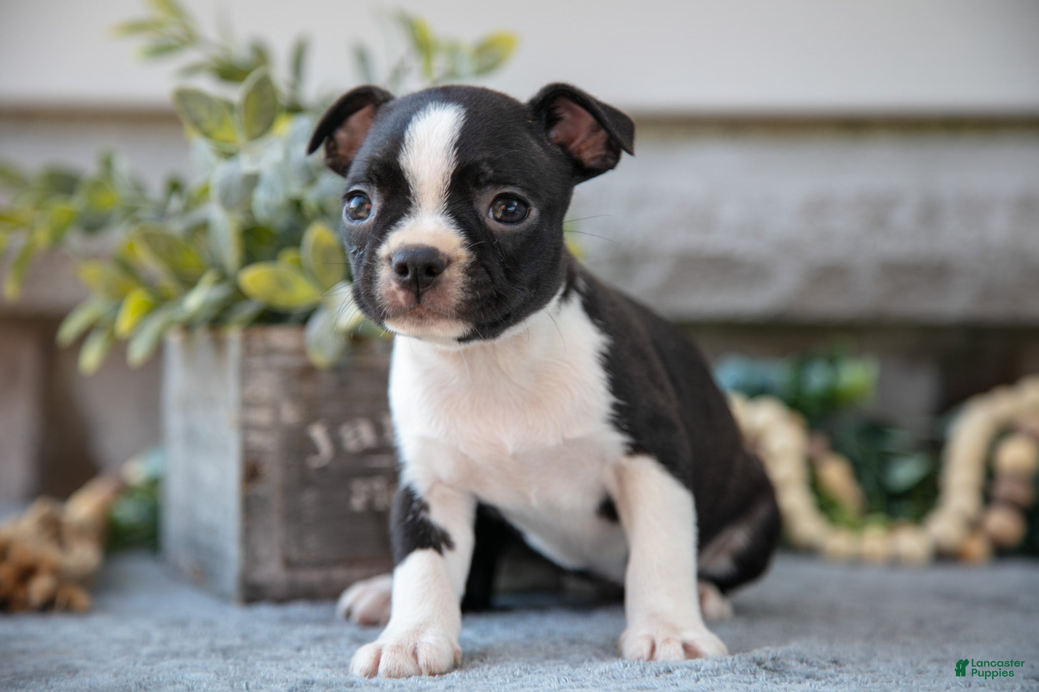 Boston Terrier dogs Felicia  - Ad 2
