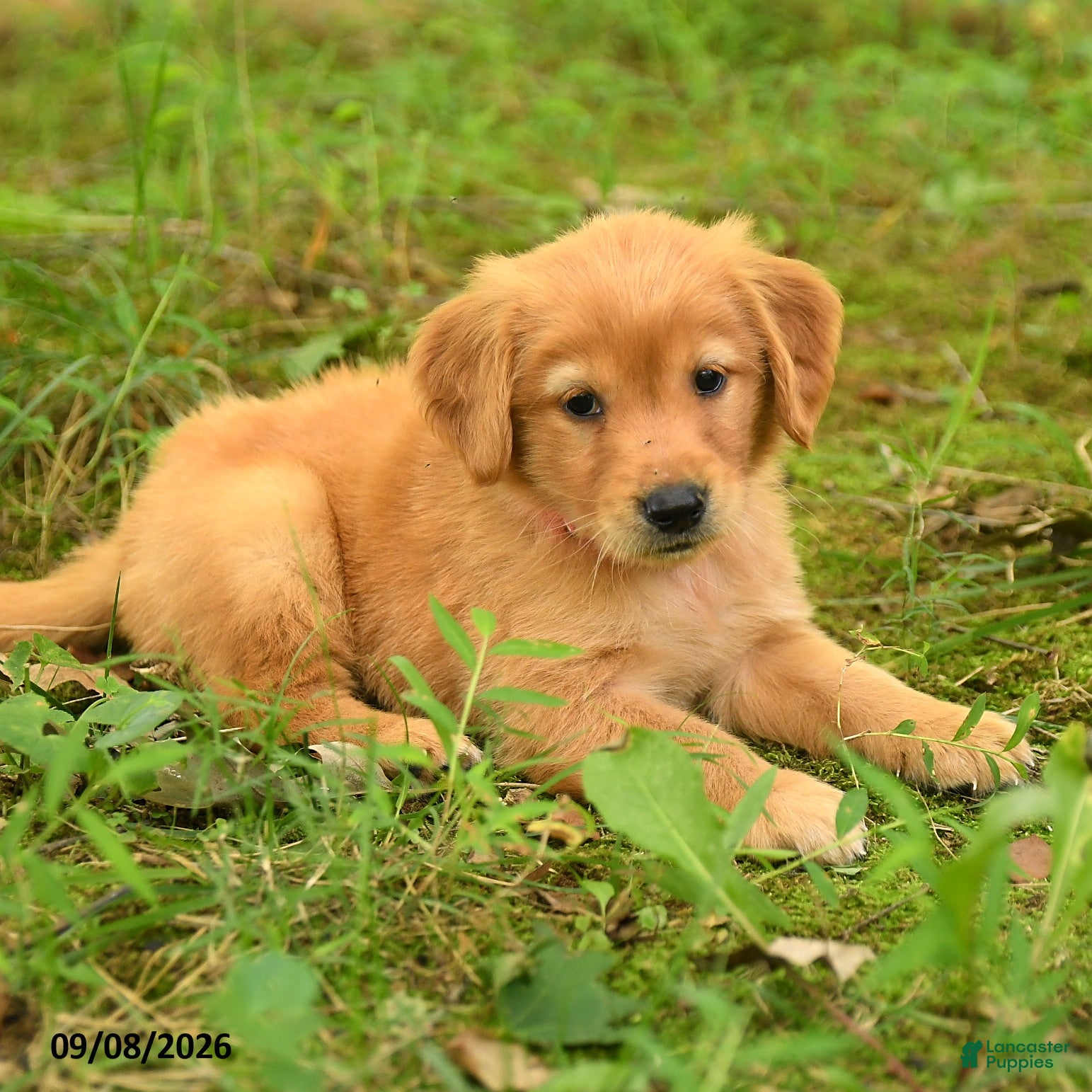 Golden Retriever dogs Diana - Ad 2