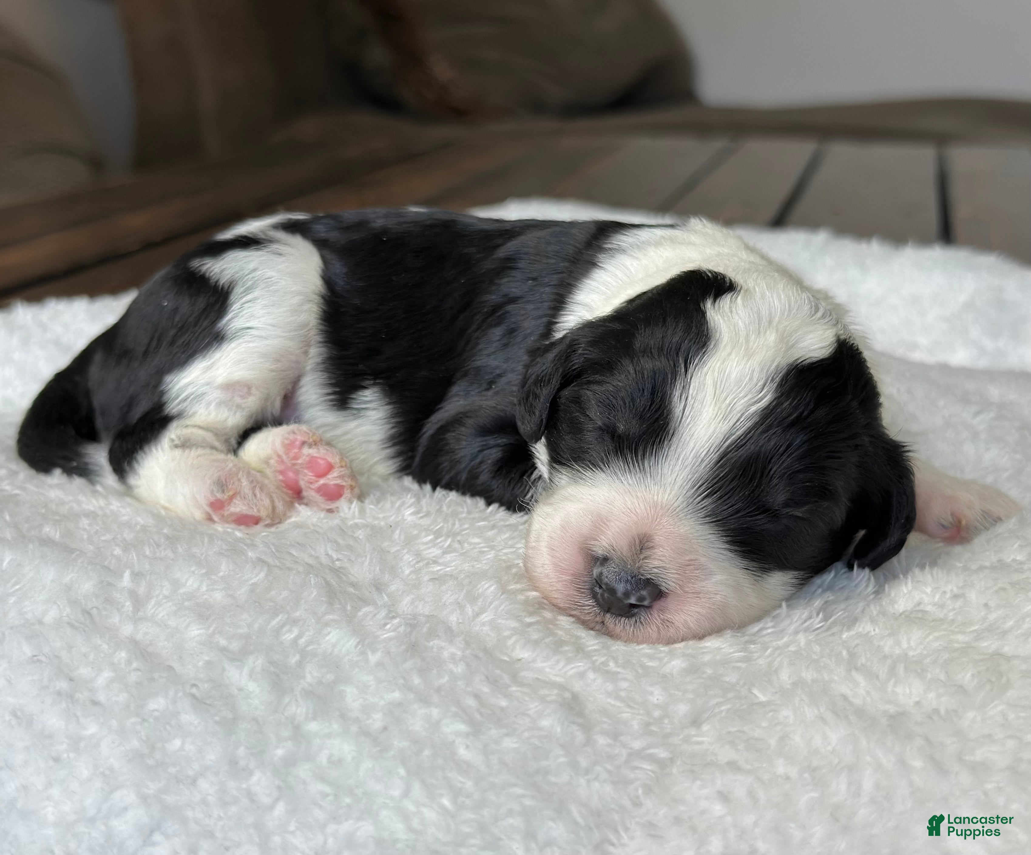Sheepadoodle dogs Black & White Female 2 - Ad 1