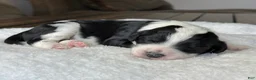 Sheepadoodle dogs for sale: Black & White Female 2 - Ad 1
