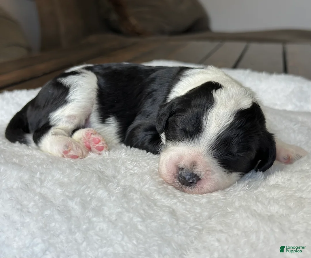 Sheepadoodle dogs for sale: Black & White Female 2 - Ad 1