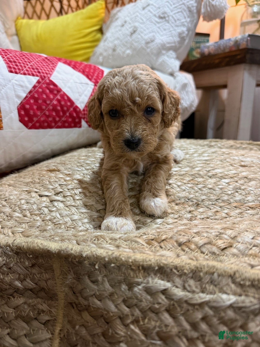 Cavapoo dogs for sale: Charlie - Ad 3