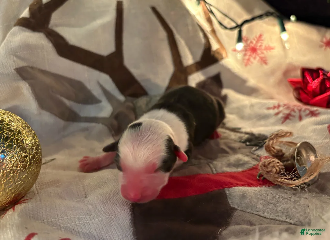 Mixed Breed dogs for sale: Mixed Breed Puppy 3 - Ad 10