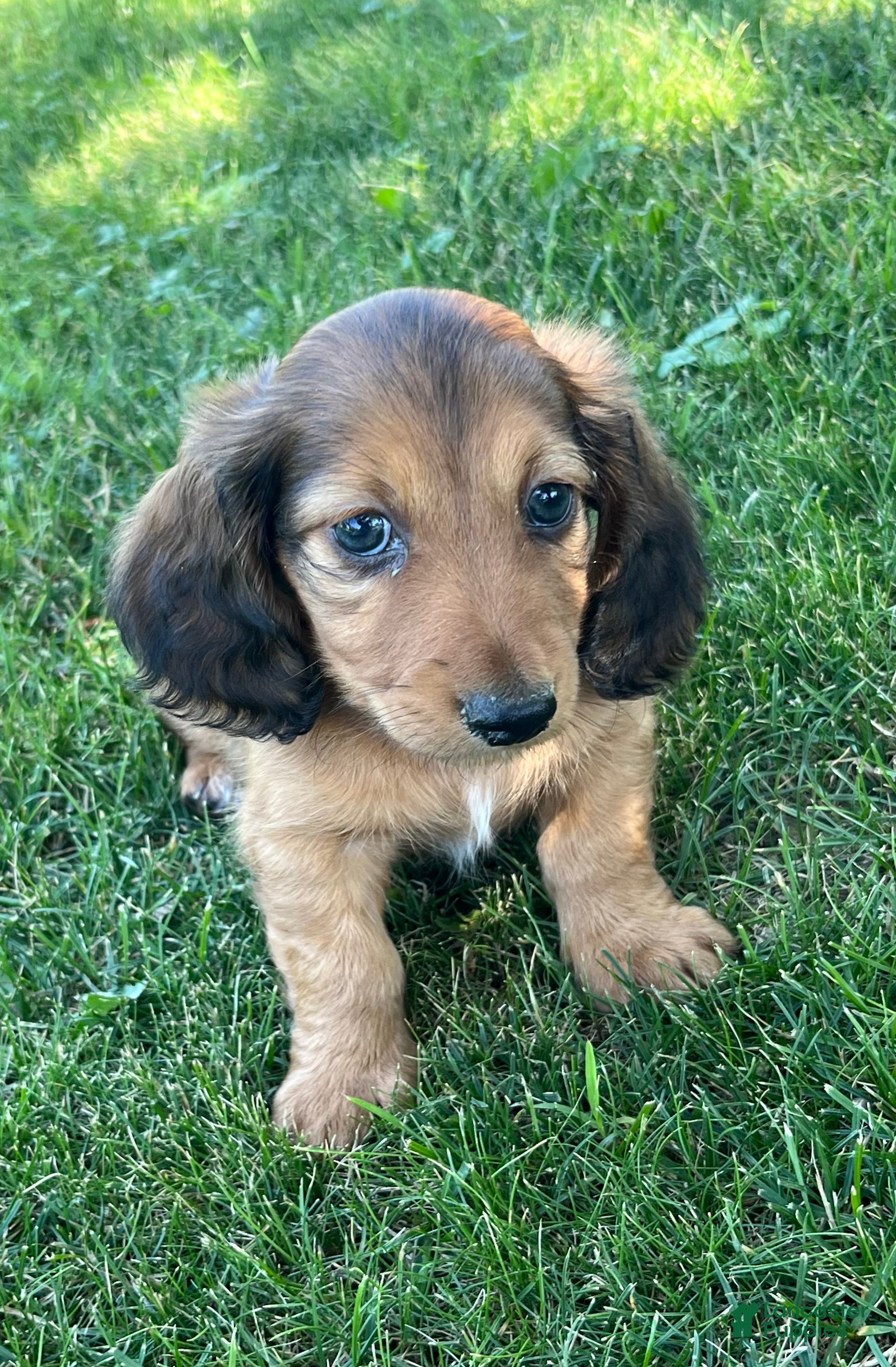 Miniature Dachshund dogs Buddy - Ad 1