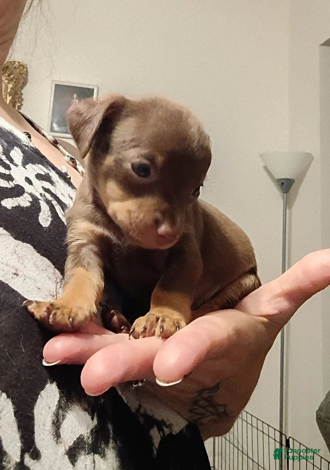 Chihuahua dogs for sale: Todd - Ad 1