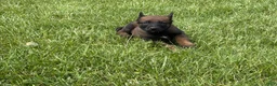 Belgian Malinois dogs for sale: Montgomery - Ad 4