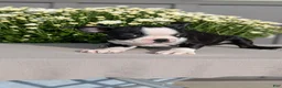Boston Terrier dogs for sale: Trixie - Ad 6