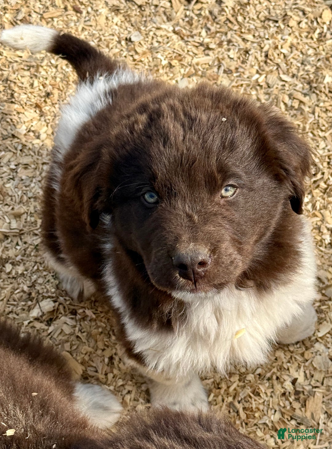 Newfoundland dogs for sale: Comet  - Ad 2