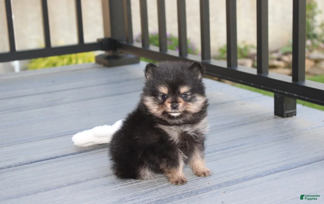 Pomeranian dogs for sale: Tilly - Ad 1