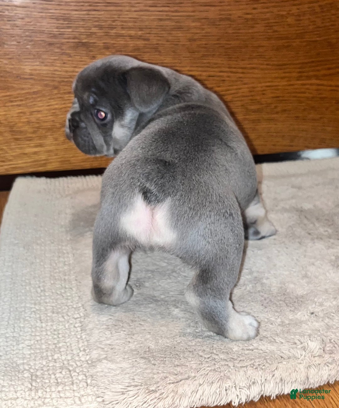 French Bulldog dogs for sale: French Bulldog Puppy 1 - Ad 5