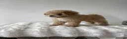 Toy Poodle dogs for sale: Oliver - Ad 1