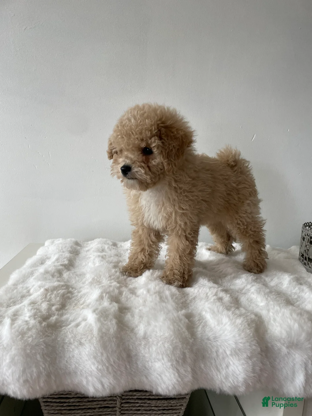 Toy Poodle dogs for sale: Oliver - Ad 1