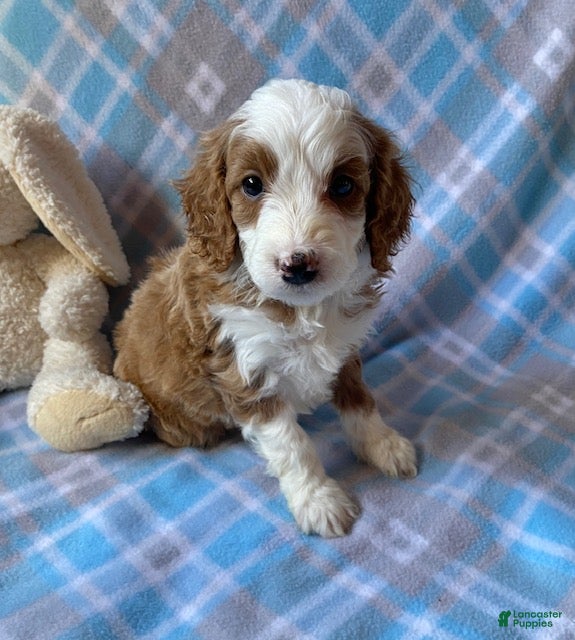 Mini Goldendoodle dogs Cody - Ad 34