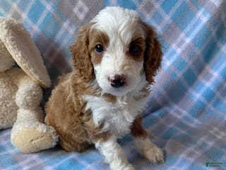Mini Goldendoodle dogs Cody - Ad 34