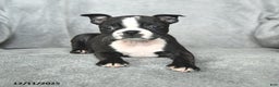 Boston Terrier dogs for sale: Sweetheart - Ad 3