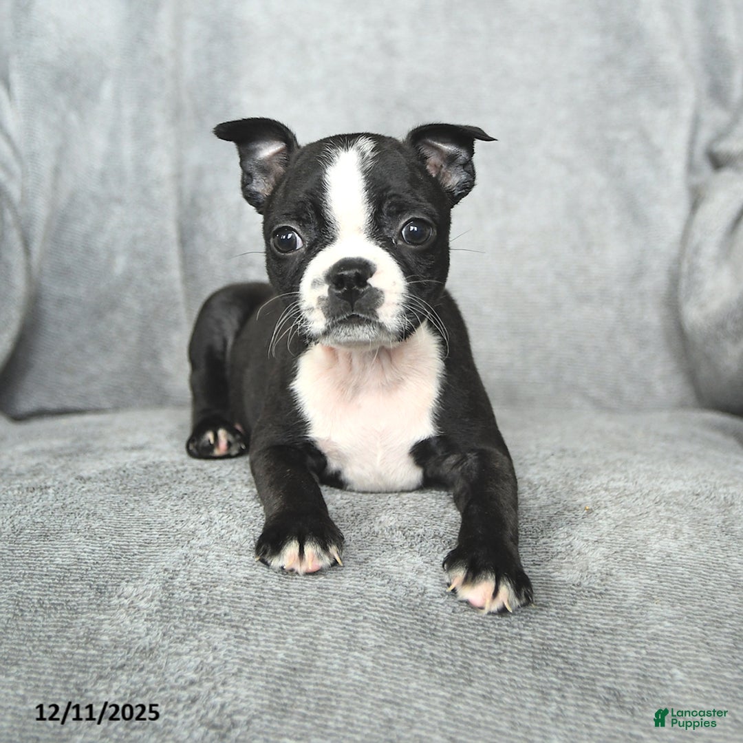 Boston Terrier dogs for sale: Sweetheart - Ad 3