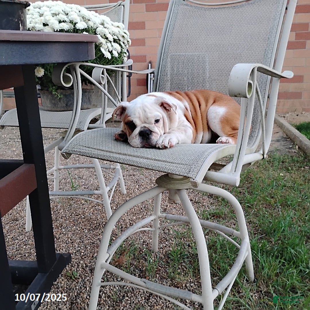 English Bulldog dogs for sale: Rolita - Ad 3