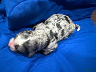 Bernedoodle dogs for sale: Bernedoodle Puppy 2 - Ad 2